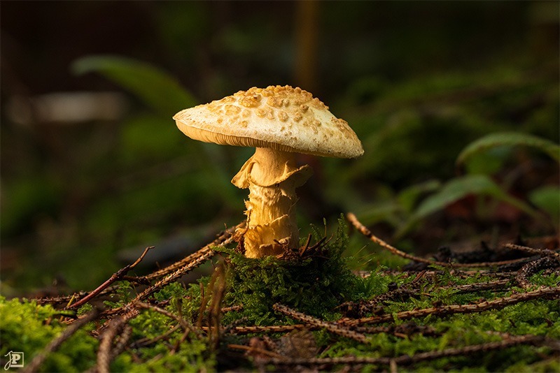 Mushrooms in the forest