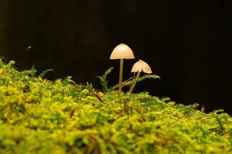 Mushrooms in the forest