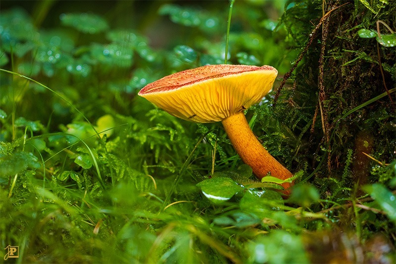 Mushrooms in the forest