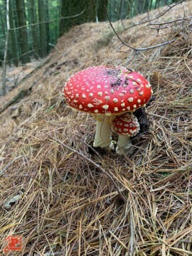 Fly agaric