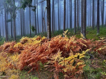 Autumn forest