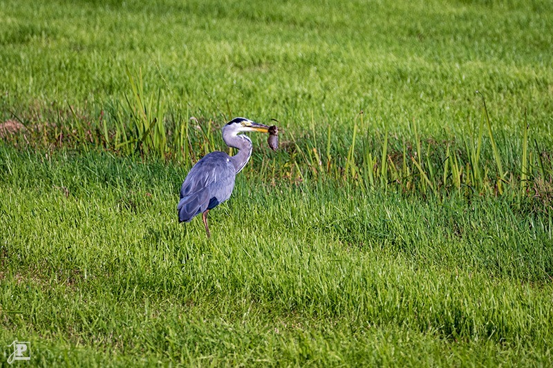 Gray heron with prey