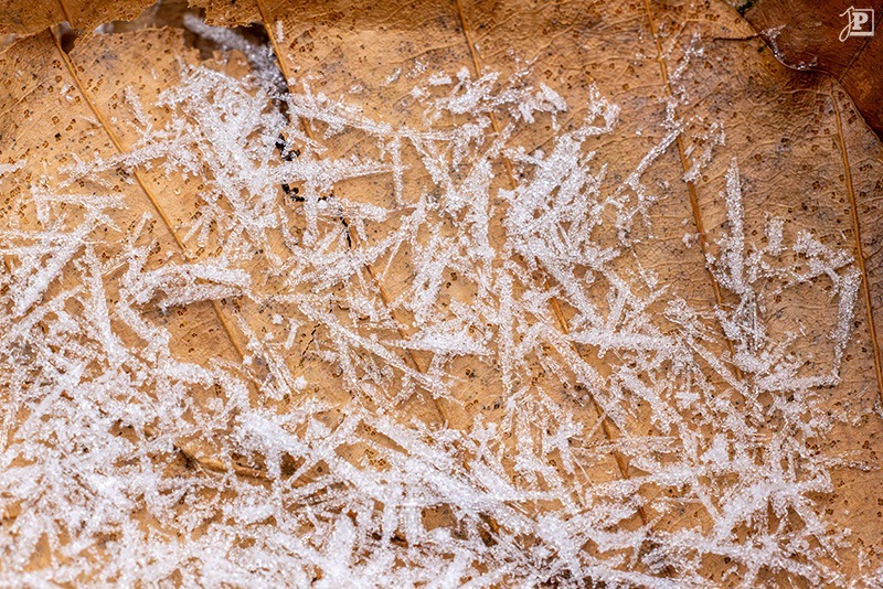 Eiskristalle auf einem Blatt