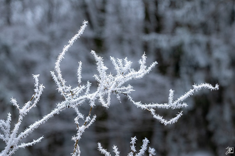 Frozen branches