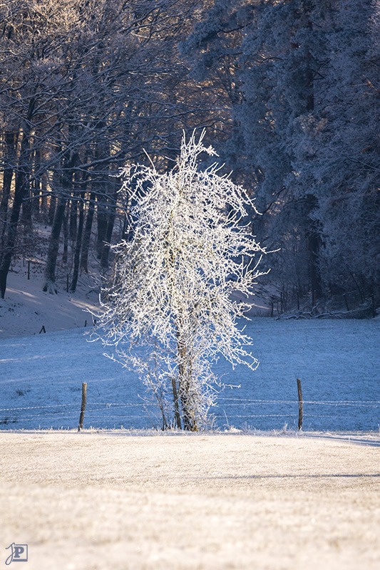 Vereister Baum in der Sonne