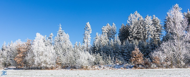 winter forest panorama