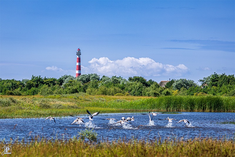 Geese taking off