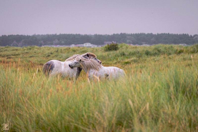 Ponies on the meadow