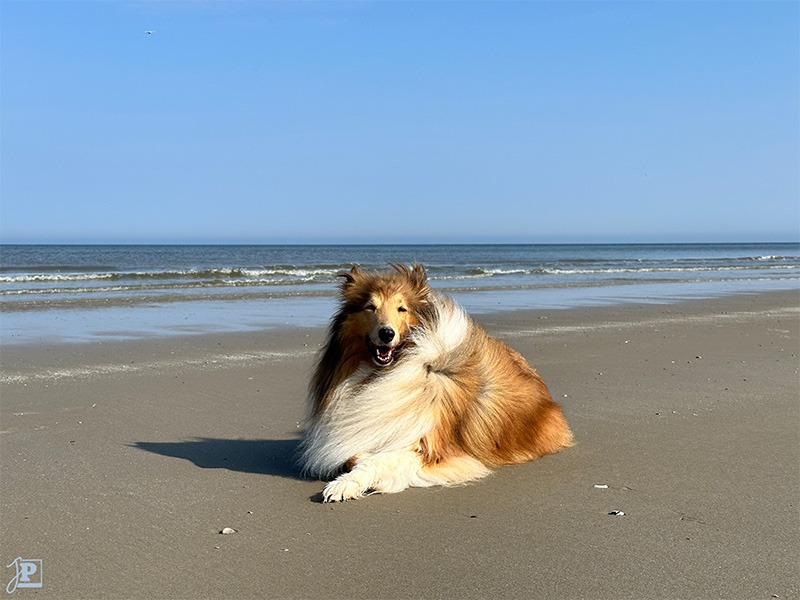 Dog at the beach