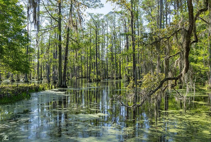 Cypress Gardens