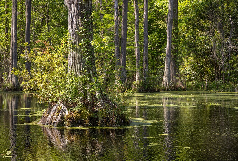 Tree in a swamp