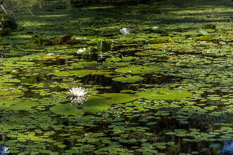 Water lilies