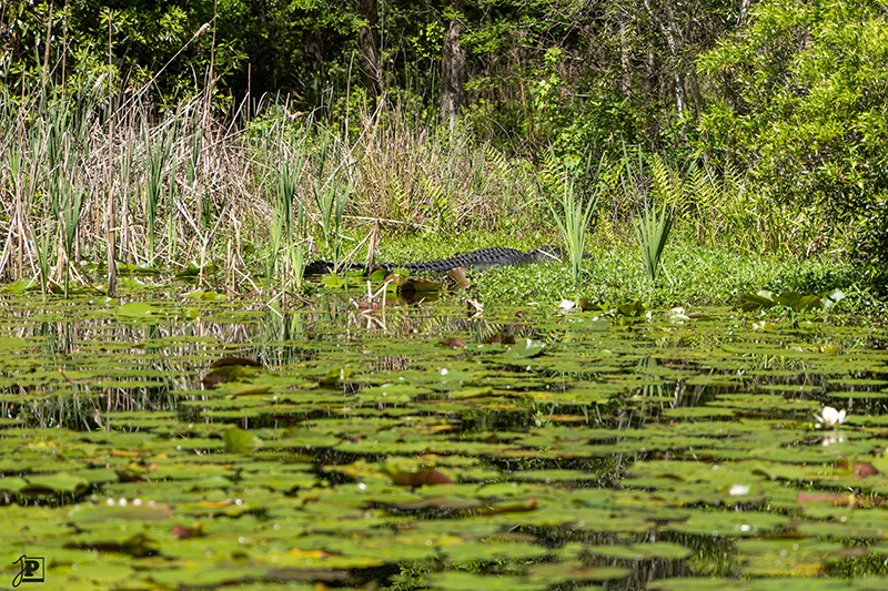 Alligator on the shore