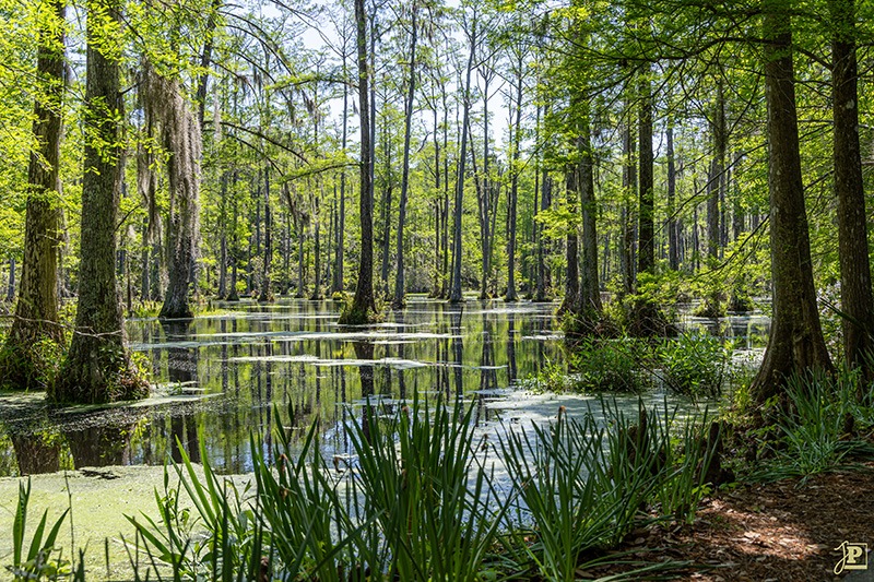 Cypress Gardens