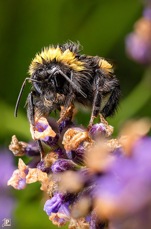 Nahaufnahme einer Hummel