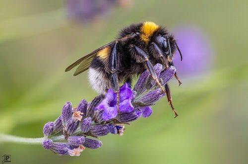 Nahaufnahme einer Hummel