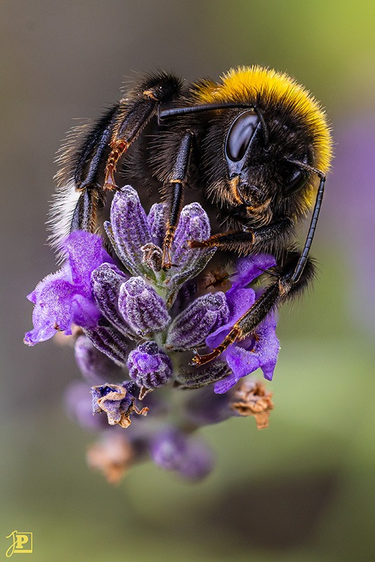 Nahaufnahme einer Hummel