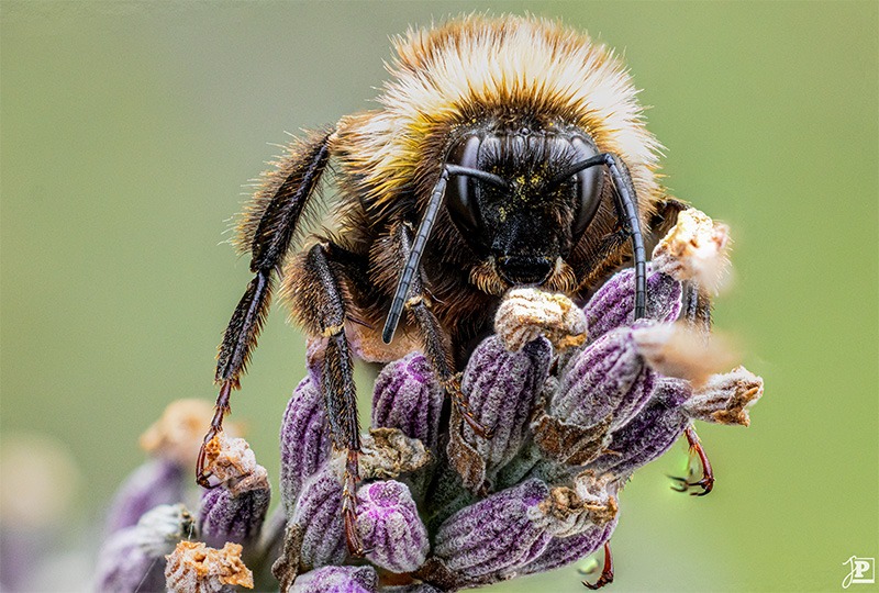 Nahaufnahme einer Hummel