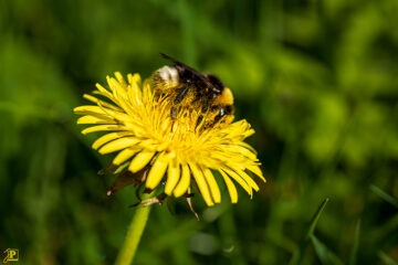 Hummel auf Löwenzahn