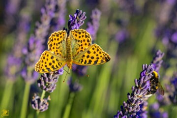 Kleiner Perlmuttfalter und Hummel auf einem Lavendelbusch