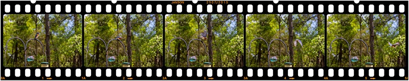 A series of photos of a bird in flight