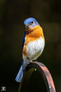 Eastern Bluebird