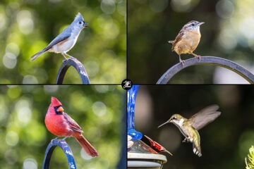 Birds of the Carolinas
