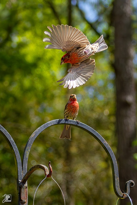 Two house finches