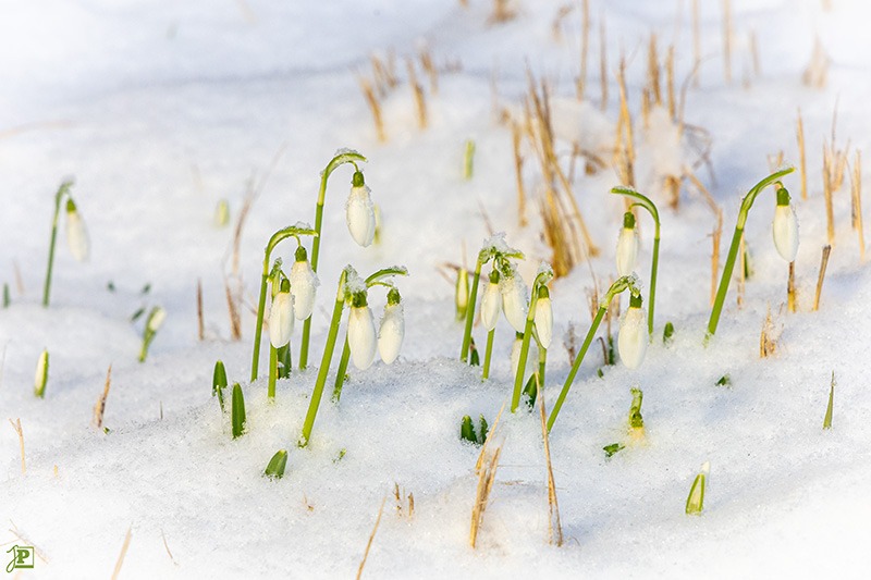 Snowdrops