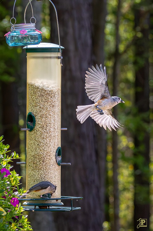 Tufted titmouse