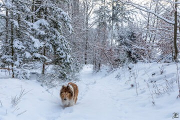 Dog in snowy forest