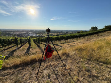 Landscape with vineyards in the foreground